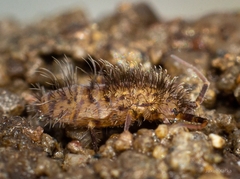 Orchesella villosa