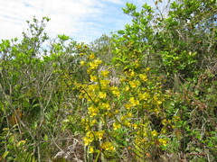 Cyrtopodium flavum