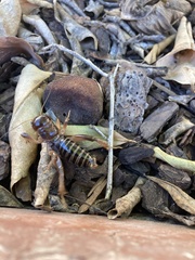 Ammopelmatus