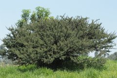 Vachellia schaffneri schaffneri