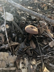 Laccaria amethysteo-occidentalis