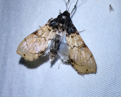 Azochis ectangulalis