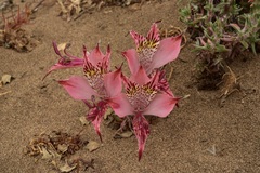 Alstroemeria hookeri maculata