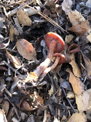 Laccaria amethysteo-occidentalis