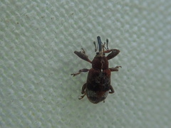 Anthonomus bituberculatus