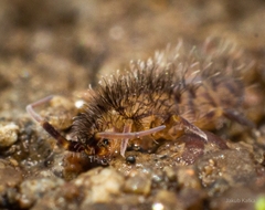 Orchesella villosa
