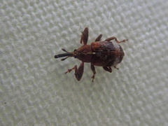 Anthonomus bituberculatus