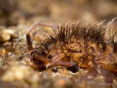 Orchesella villosa
