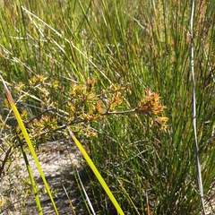 Leptospermum continentale