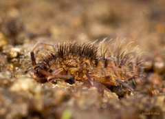 Orchesella villosa