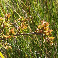 Leptospermum continentale