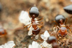 Crematogaster opuntiae