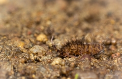 Orchesella villosa
