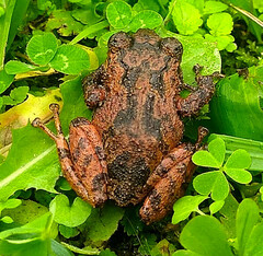 Pristimantis bogotensis