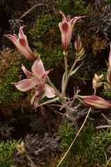 Alstroemeria hookeri maculata