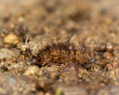 Orchesella villosa