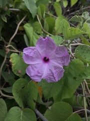 Ipomoea carnea