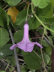 Ipomoea carnea