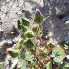 Eremalche rotundifolia