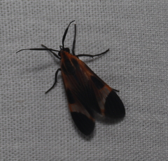 Dycladia