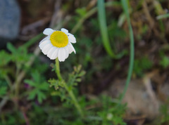 Anthemis