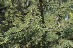 Vachellia schaffneri schaffneri