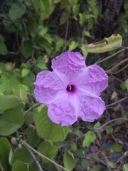 Ipomoea carnea