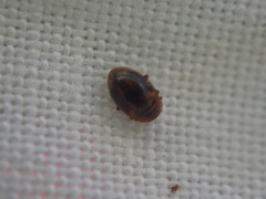 Rhyzobius chrysomeloides