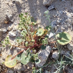 Eremalche rotundifolia