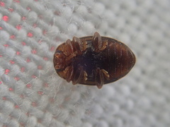 Rhyzobius chrysomeloides