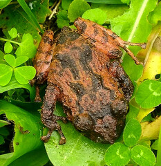 Pristimantis bogotensis