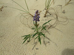Lupinus multiflorus