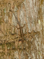 Sphenomorphus sanctus