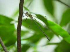 Lestes undulatus