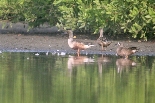 Northern Shoveler (Spatula clypeata)