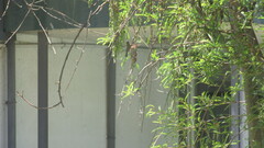 Sephanoides sephaniodes