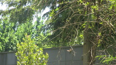 Sephanoides sephaniodes