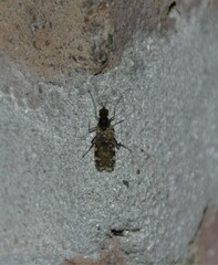 Sylvicola alternatus