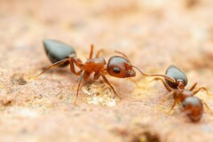 Crematogaster opuntiae