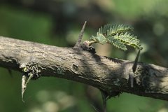 Vachellia schaffneri schaffneri