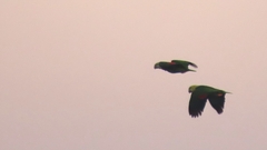 Amazona oratrix tresmariae