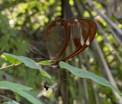 Greta morgane morgane