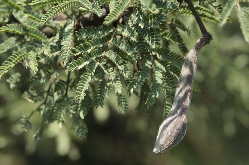Schaffner's acacia