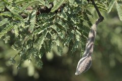 Vachellia schaffneri schaffneri