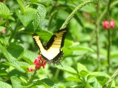 Heraclides androgeus epidaurus