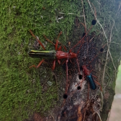 Compsocerus violaceus