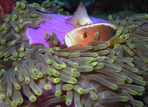 Skunk Anemonefish
