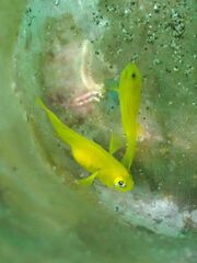 Lubricogobius exiguus