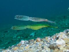 Solenostomus cyanopterus