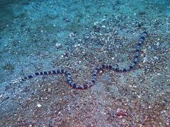 Myrichthys colubrinus